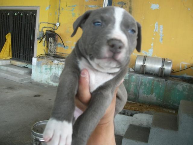 Pitbull blue ojos azules - Imagui