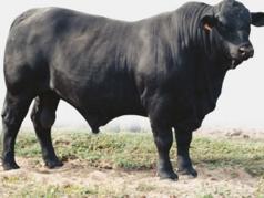 Anabolicos para bovinos de engorda
