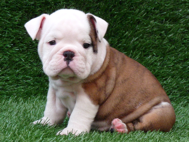 Great Bulldog Ingles Bebe of the decade Learn more here 