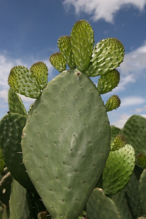 Nopal picture or image, the first spanish friars described it as a plant that grew leaves upon its leaves