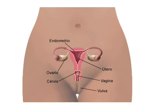 GINECOLOGIA ONCOLOGIA ginecologia oncologia: