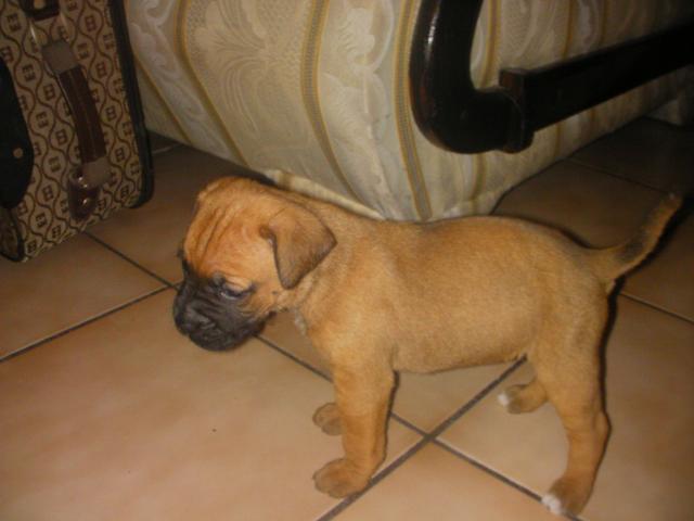 Imagenes De Boxer Cachorros En Guadalupe