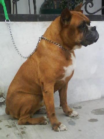 Perro Boxer Para Monta En Saltillo